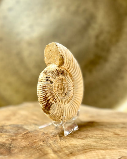 Ruwe Perisphinctes Ammoniet