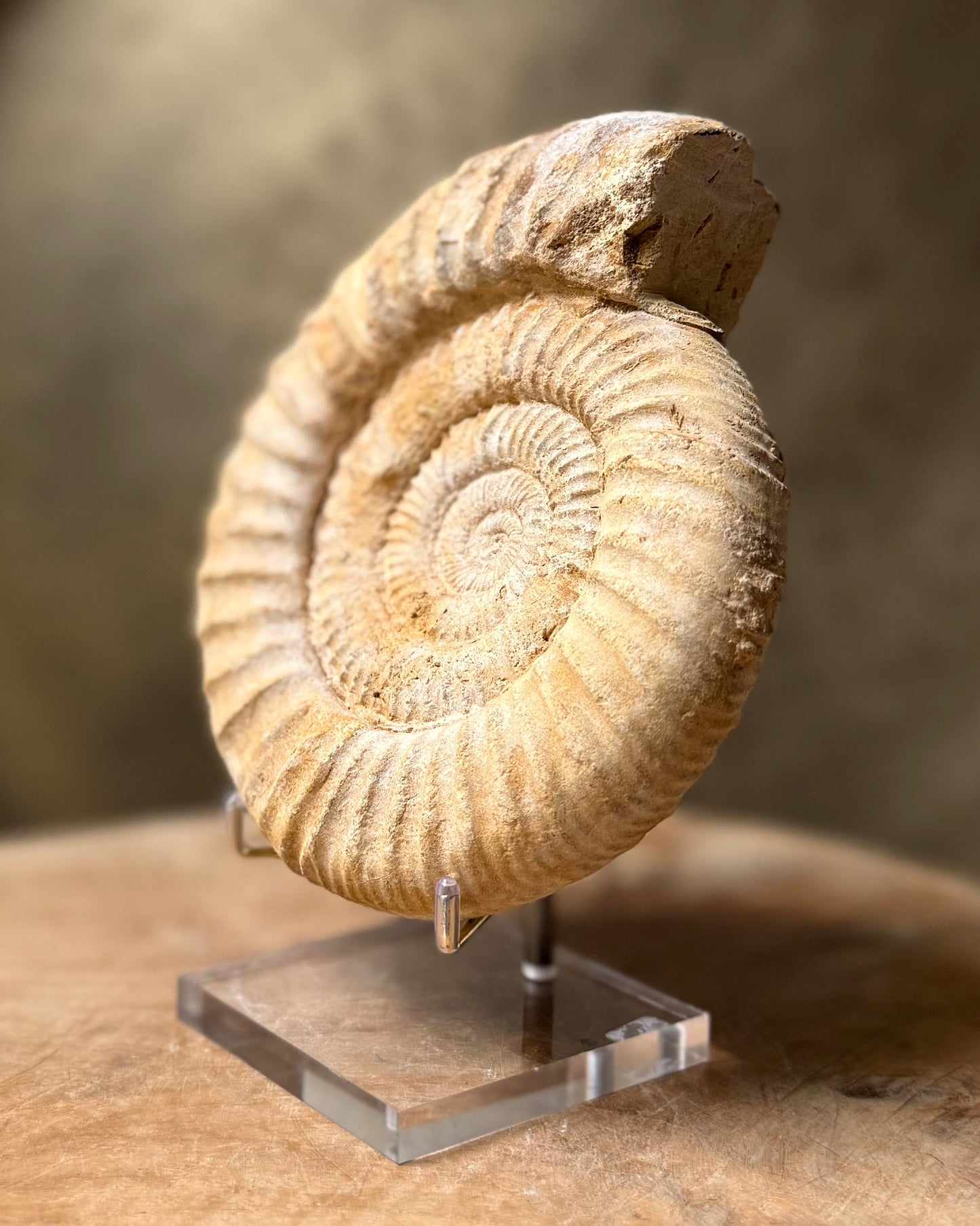 Grote ruwe Perisphinctes Ammoniet