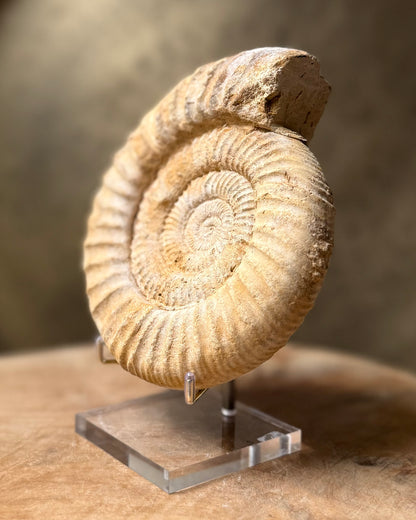 Grote ruwe Perisphinctes Ammoniet