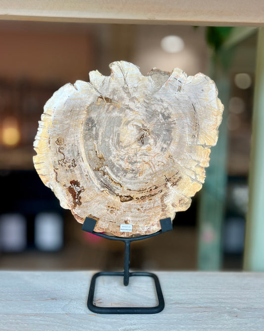 Grote schijf versteend hout op standaard
