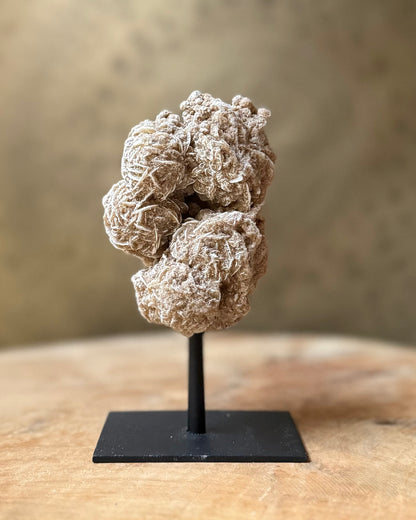 Woestijnroos op standaard