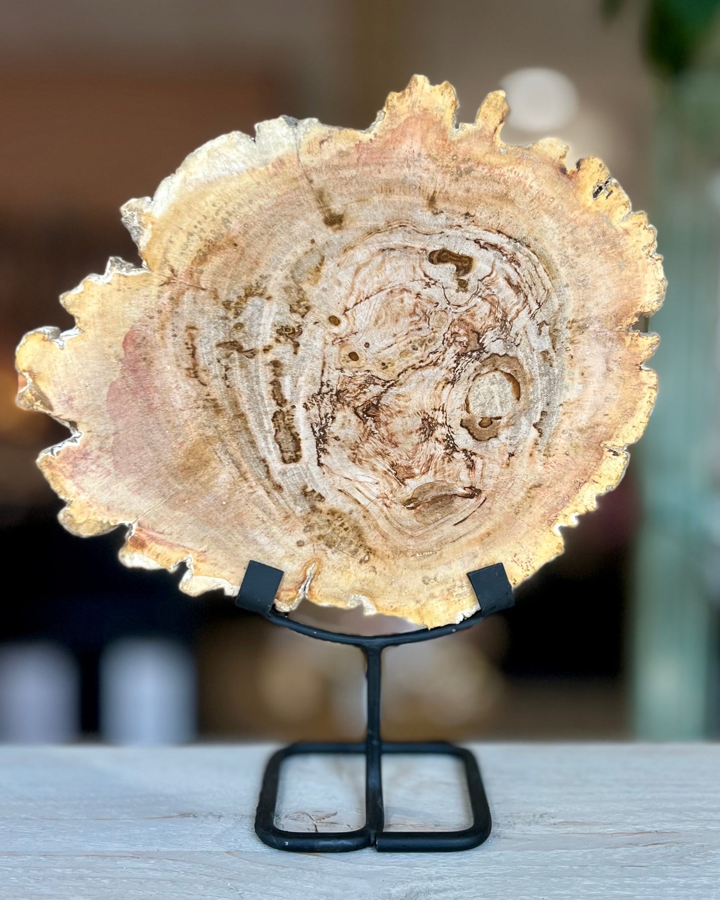 Grote schijf versteend hout op standaard