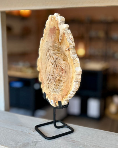 Grote schijf versteend hout op standaard