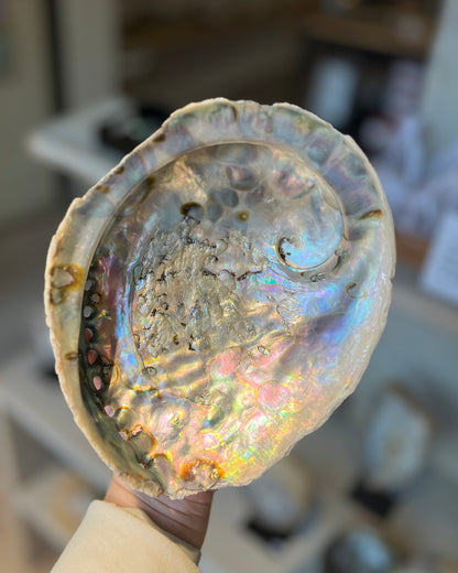 Abalone shell XL