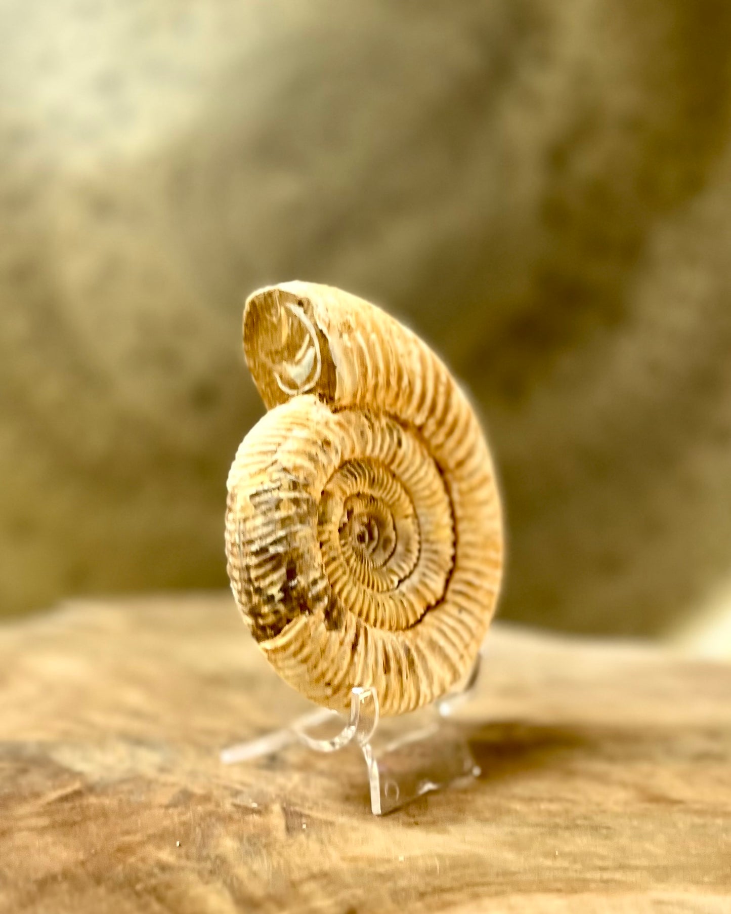 Ruwe Perisphinctes Ammoniet