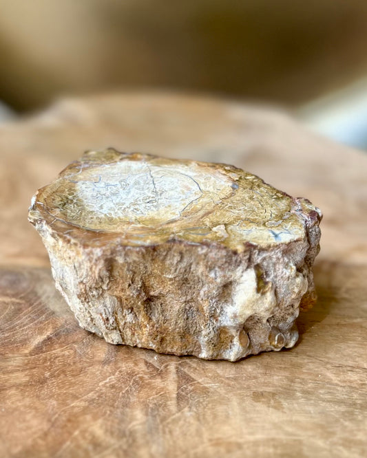 Versteend hout