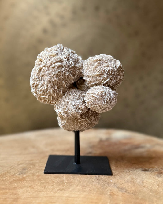 Woestijnroos op standaard