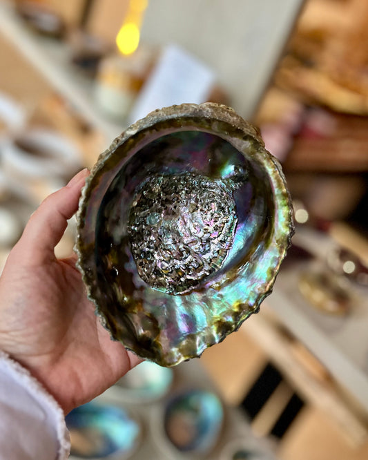 Abalone schelp