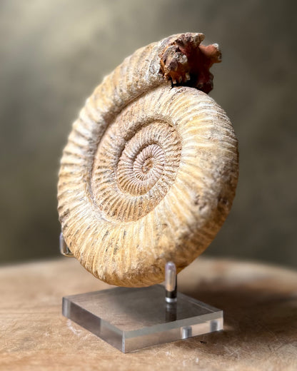 Ruwe Perisphinctes Ammoniet