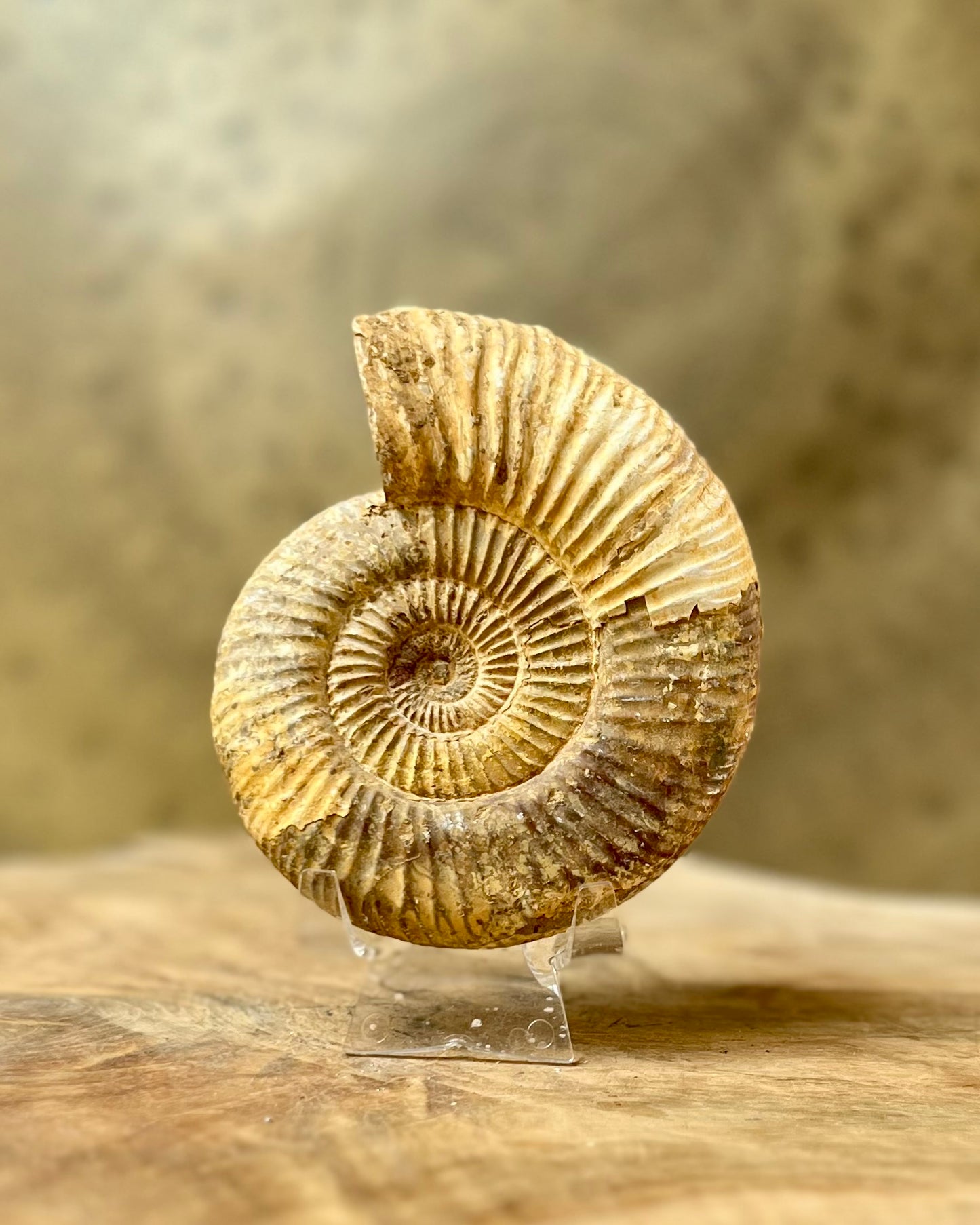 Ruwe Perisphinctes Ammoniet
