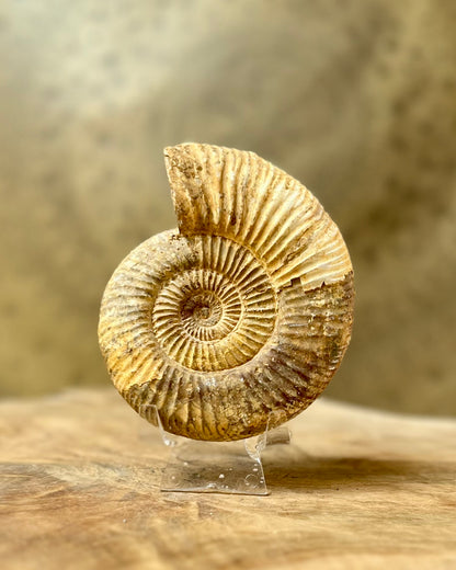 Ruwe Perisphinctes Ammoniet