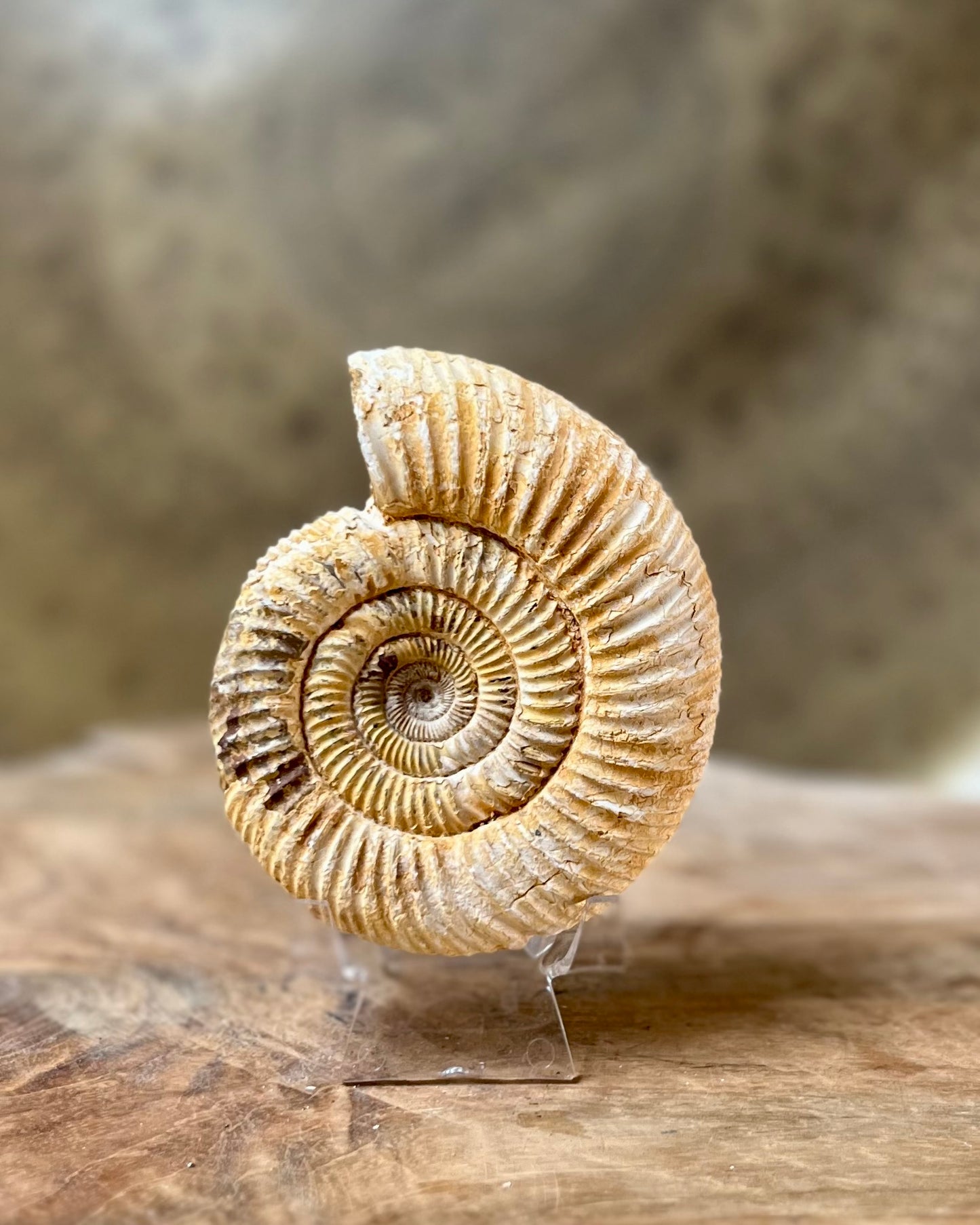 Ruwe Perisphinctes Ammoniet