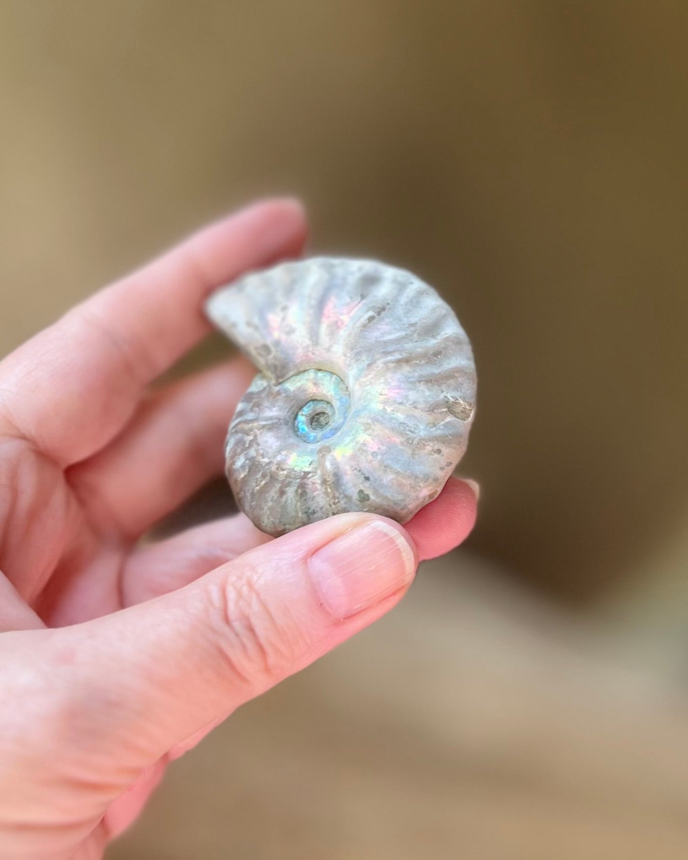 Iriserende Ammonieten