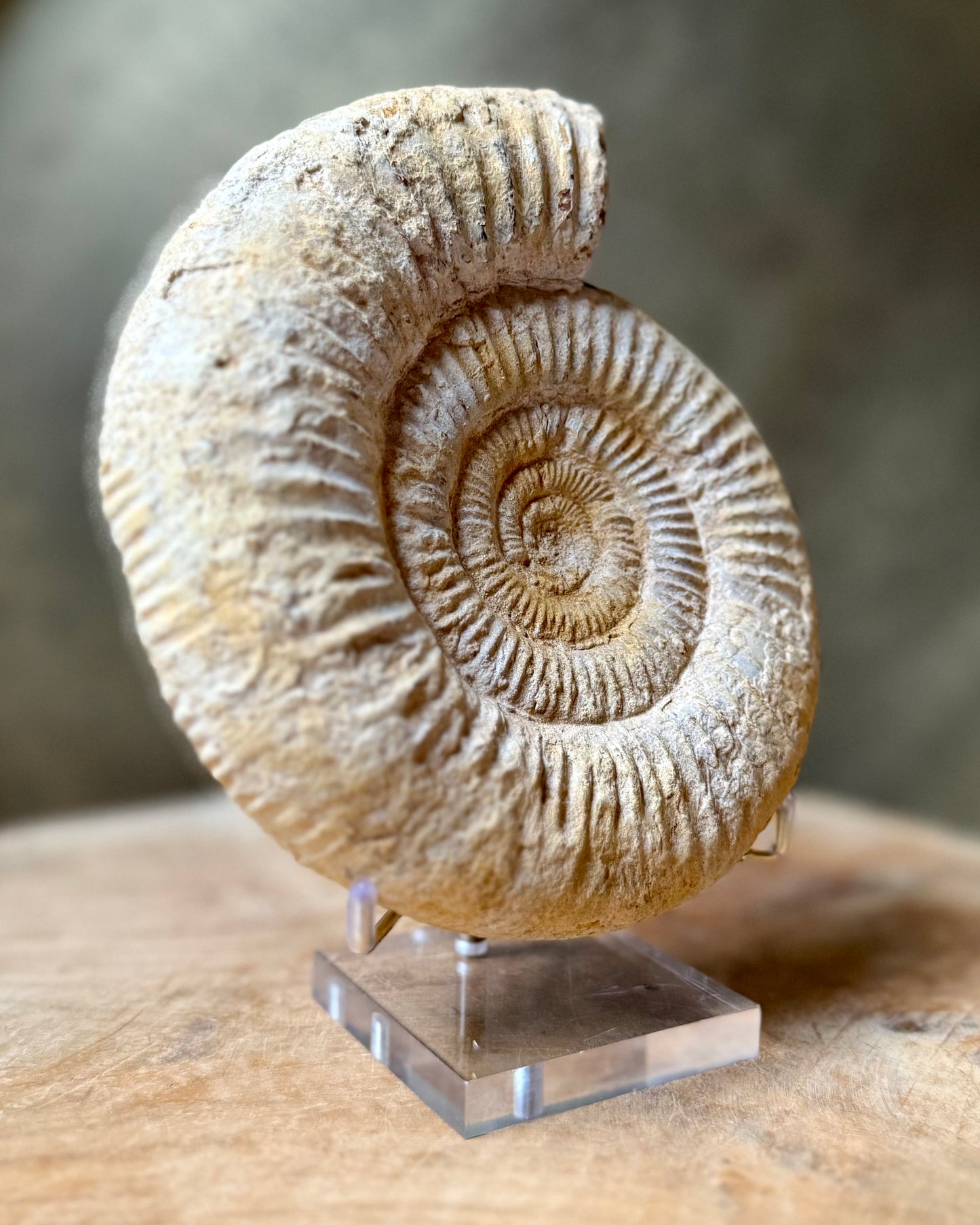 Grote ruwe Perisphinctes Ammoniet