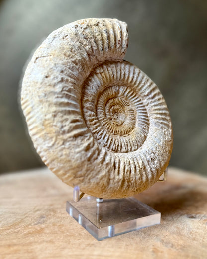 Grote ruwe Perisphinctes Ammoniet