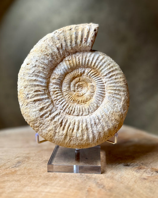 Grote ruwe Perisphinctes Ammoniet
