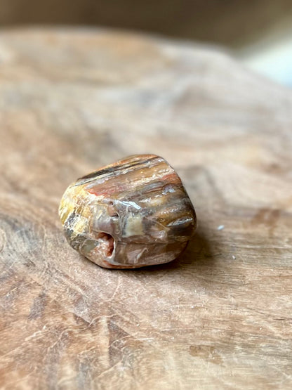 Versteend hout