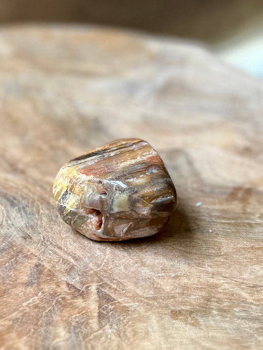 Versteend hout