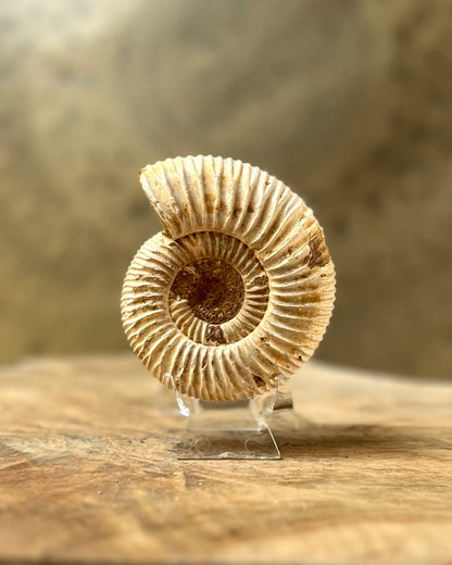 Ruwe Perisphinctes Ammoniet