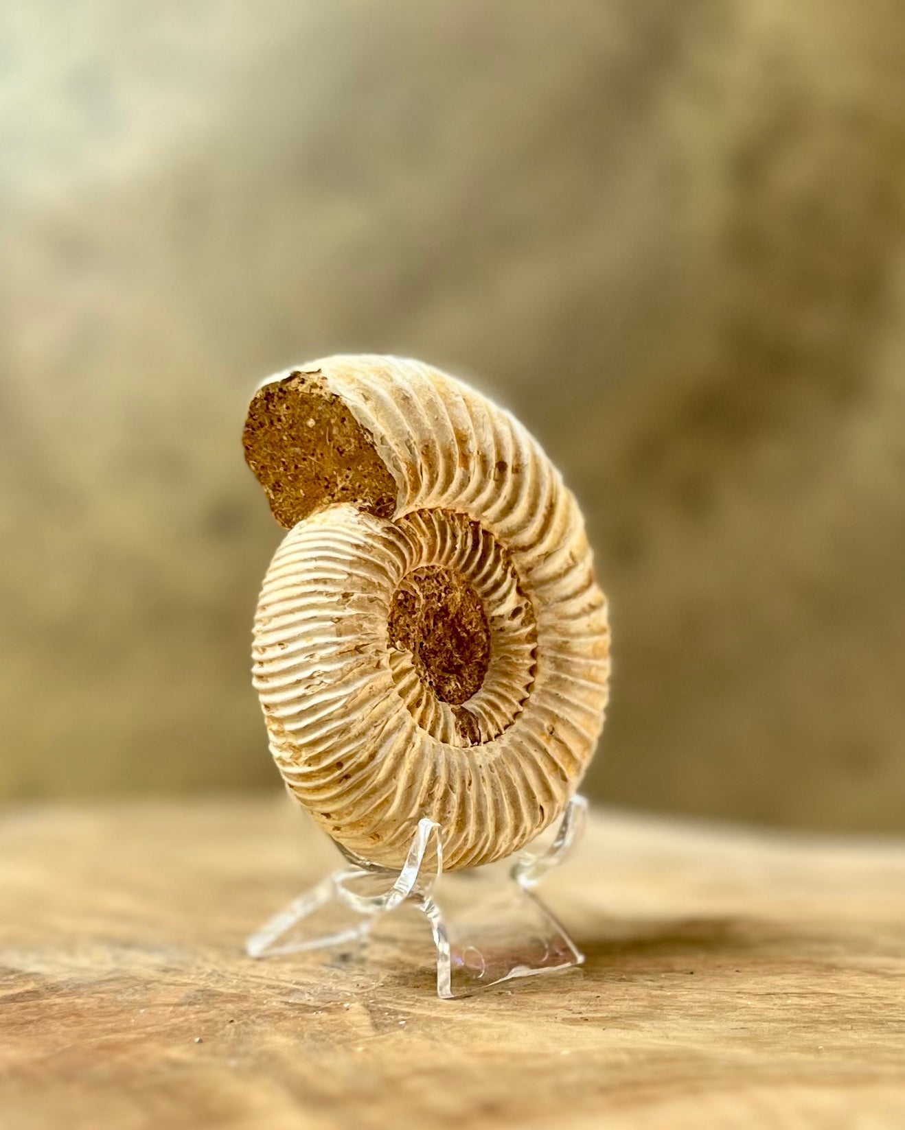 Ruwe Perisphinctes Ammoniet