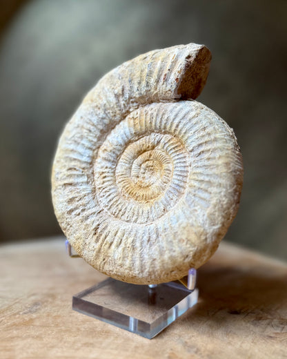 Grote ruwe Perisphinctes Ammoniet