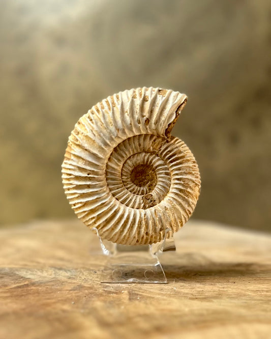 Ruwe Perisphinctes Ammoniet